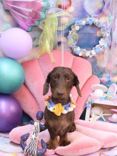 20240811チョペくん